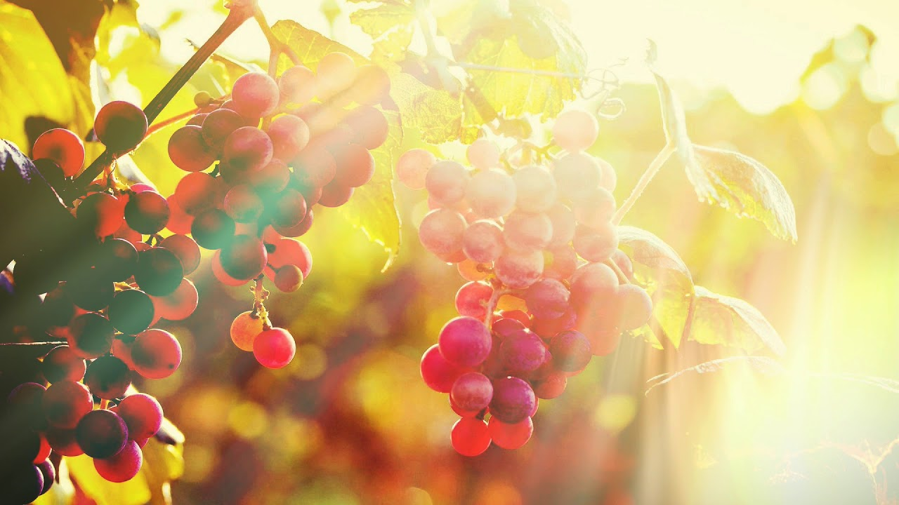 Batı Antalya - Taze Meyve Sebze